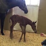 SECRET IRONS - Filly out of Classic Jill (Owner: Megan Smith)